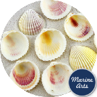 Cockle Pacific Medium - Project Pack